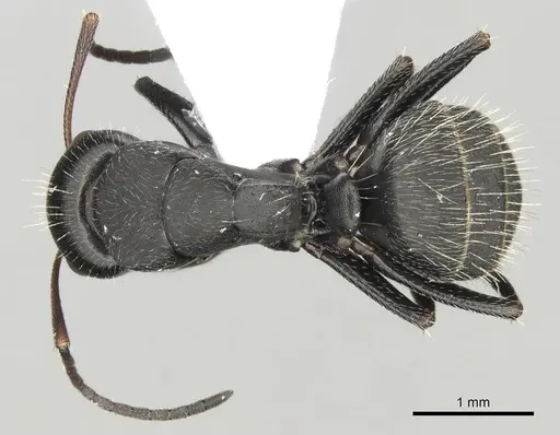 Camponotus libanicus specimen CASENT0906053 image casent0906053_1