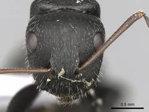 Camponotus libanicus specimen CASENT0906053 image casent0906053_2
