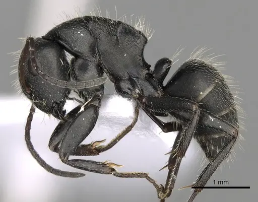 Camponotus libanicus specimen CASENT0906053 image casent0906053_3