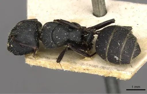 Camponotus libanicus specimen CASENT0910440 image casent0910440_1