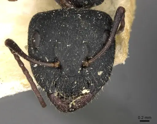 Camponotus libanicus specimen CASENT0910440 image casent0910440_2