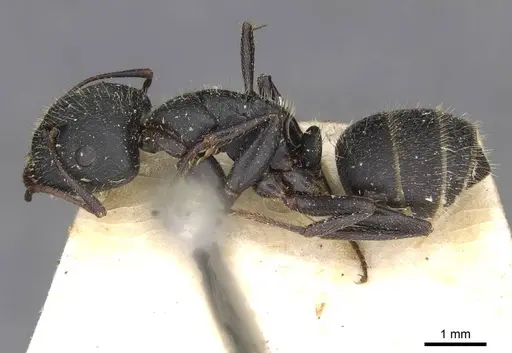 Camponotus libanicus specimen CASENT0910440 image casent0910440_3