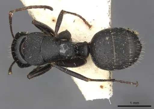 Camponotus libanicus specimen CASENT0910441 image casent0910441_1