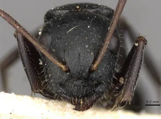 Camponotus libanicus specimen CASENT0910441 image casent0910441_2