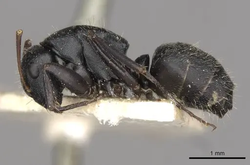 Camponotus libanicus specimen CASENT0910441 image casent0910441_3