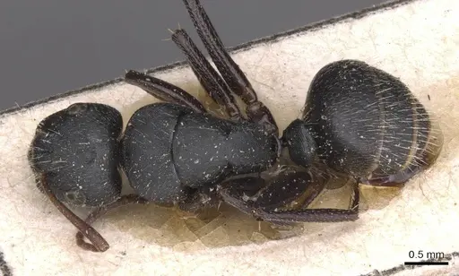 Camponotus libanicus specimen CASENT0913700 image casent0913700_1