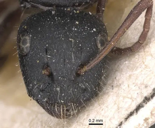 Camponotus libanicus specimen CASENT0913700 image casent0913700_2