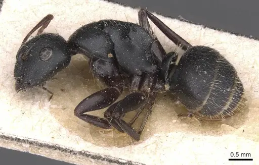Camponotus libanicus specimen CASENT0913700 image casent0913700_3