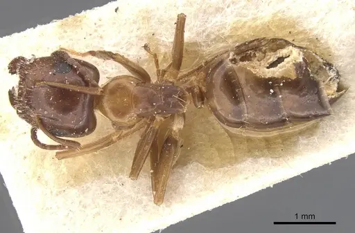 Camponotus lighti specimen CASENT0911660 image casent0911660_1