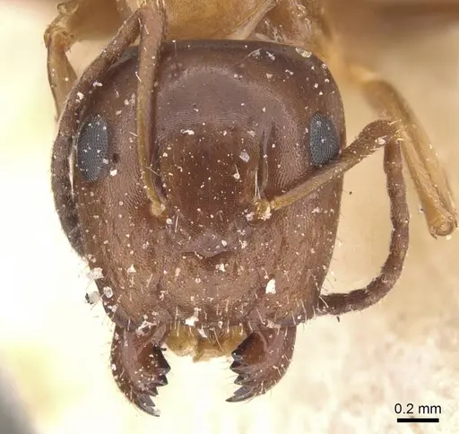 Camponotus lighti specimen CASENT0911660 image casent0911660_2