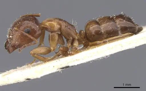 Camponotus lighti specimen CASENT0911660 image casent0911660_3