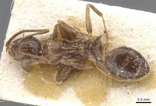 Camponotus lighti specimen CASENT0911661 image casent0911661_1