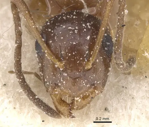 Camponotus lighti specimen CASENT0911661 image casent0911661_2
