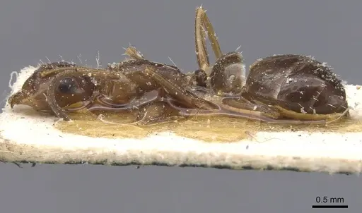 Camponotus lighti specimen CASENT0911661 image casent0911661_3