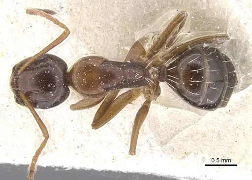 Camponotus lighti specimen CASENT0911666 image casent0911666_1