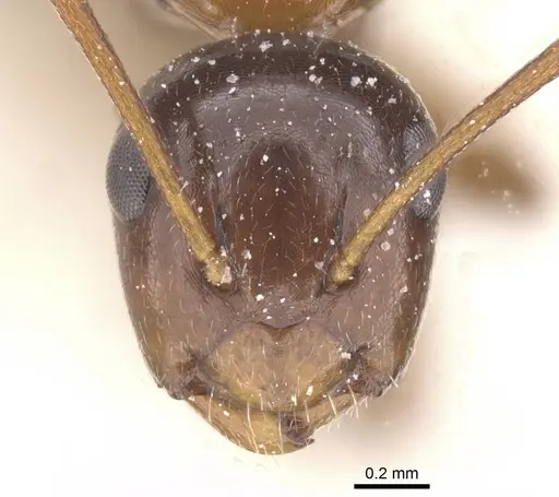 Camponotus lighti specimen CASENT0911666 image casent0911666_2
