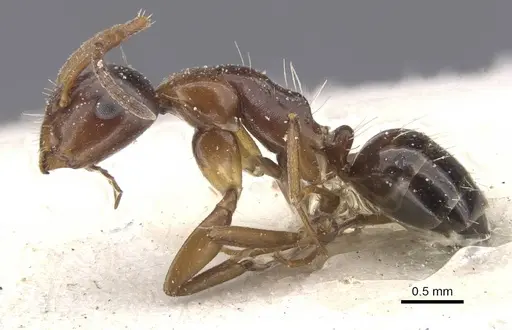 Camponotus lighti specimen CASENT0911666 image casent0911666_3