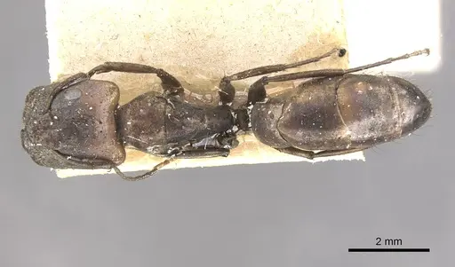 Camponotus lilianae specimen CASENT0910555 image casent0910555_1