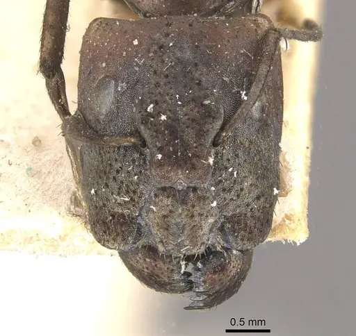Camponotus lilianae specimen CASENT0910555 image casent0910555_2