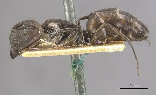 Camponotus lilianae specimen CASENT0910555 image casent0910555_3