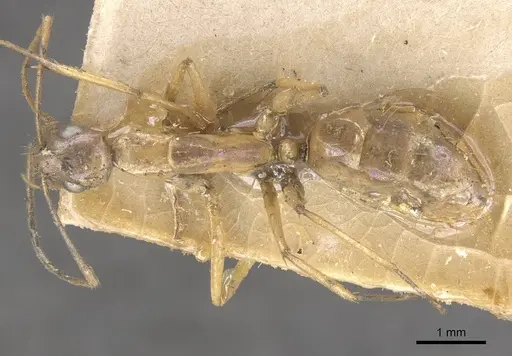Camponotus lilianae specimen CASENT0910556 image casent0910556_1