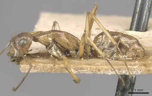 Camponotus lilianae specimen CASENT0910556 image casent0910556_3