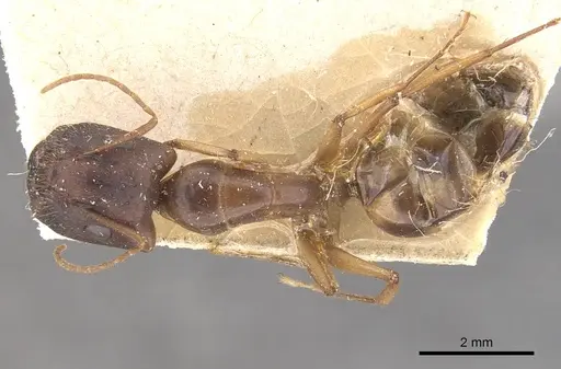 Camponotus lilianae specimen CASENT0910557 image casent0910557_1
