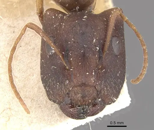 Camponotus lilianae specimen CASENT0910557 image casent0910557_2