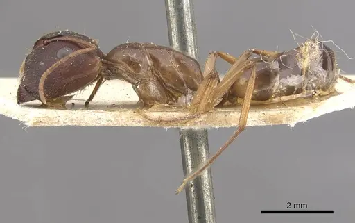 Camponotus lilianae specimen CASENT0910557 image casent0910557_3