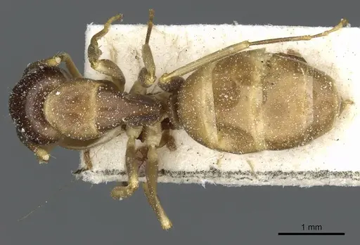 Camponotus limbiventris specimen CASENT0911872 image casent0911872_1