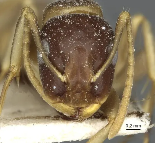 Camponotus limbiventris specimen CASENT0911872 image casent0911872_2