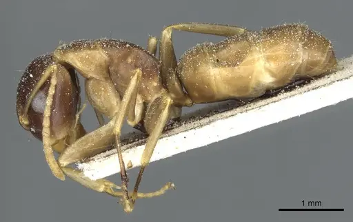 Camponotus limbiventris specimen CASENT0911872 image casent0911872_3