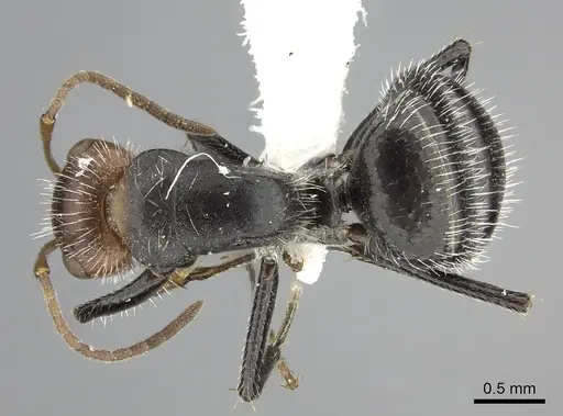 Camponotus lindigi specimen CASENT0249615 image casent0249615_1