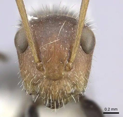 Camponotus lindigi specimen CASENT0249615 image casent0249615_2