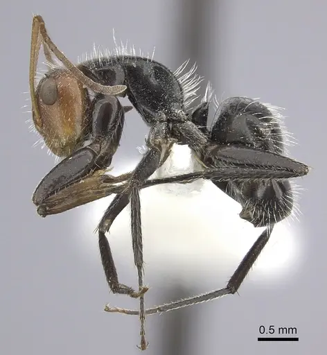 Camponotus lindigi specimen CASENT0249615 image casent0249615_3