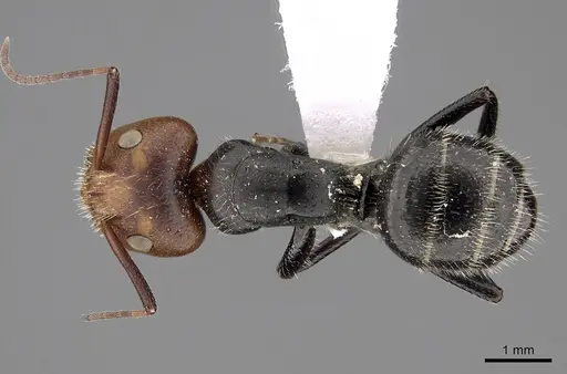 Camponotus lindigi specimen CASENT0280113 image casent0280113_1