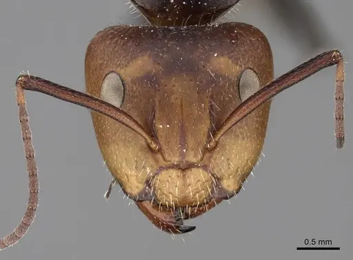 Camponotus lindigi specimen CASENT0280113 image casent0280113_2