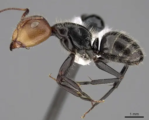 Camponotus lindigi specimen CASENT0280113 image casent0280113_3