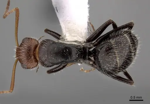 Camponotus lindigi specimen CASENT0280114 image casent0280114_1