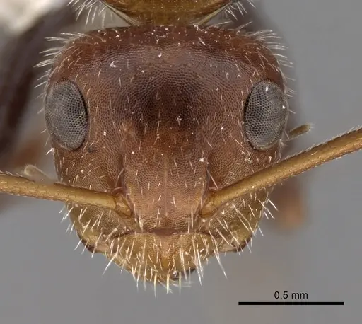 Camponotus lindigi specimen CASENT0280114 image casent0280114_2