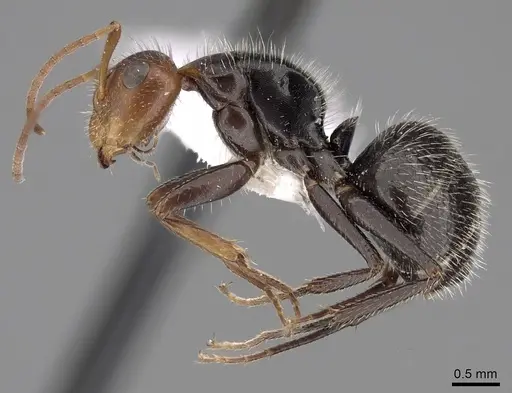 Camponotus lindigi specimen CASENT0280114 image casent0280114_3