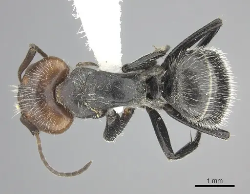 Camponotus lindigi specimen CASENT0619234 image casent0619234_1