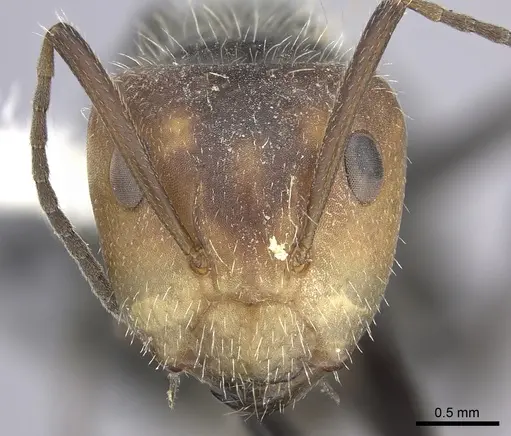 Camponotus lindigi specimen CASENT0619234 image casent0619234_2