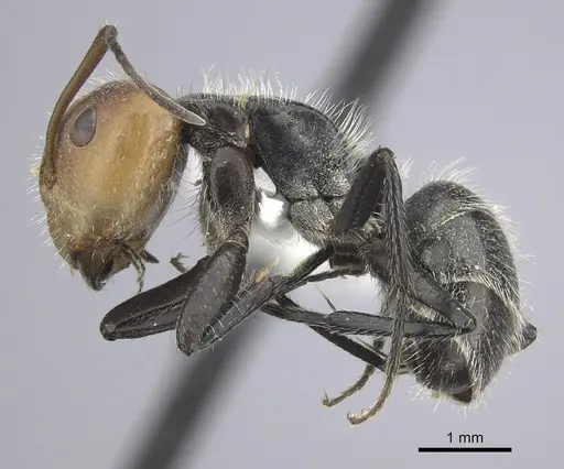 Camponotus lindigi specimen CASENT0619234 image casent0619234_3