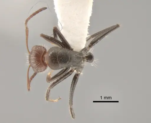 Camponotus lindigi specimen CASENT0882306 image casent0882306_1
