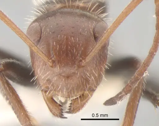 Camponotus lindigi specimen CASENT0882306 image casent0882306_3