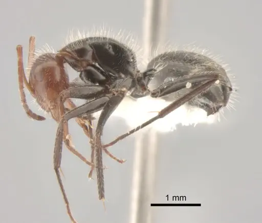 Camponotus lindigi specimen CASENT0882306 image casent0882306_4