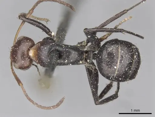 Camponotus lindigi specimen CASENT0910702 image casent0910702_1