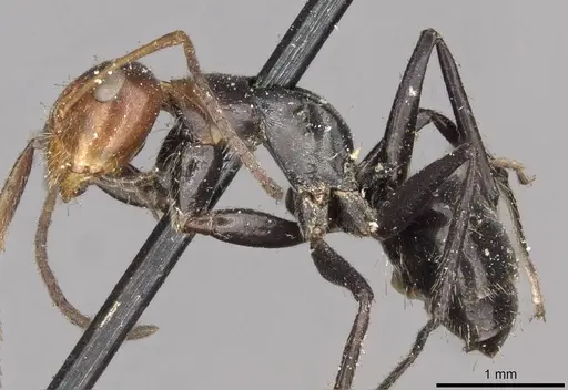 Camponotus lindigi specimen CASENT0910702 image casent0910702_3