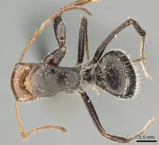Camponotus lindigi specimen CASENT0915795 image casent0915795_1